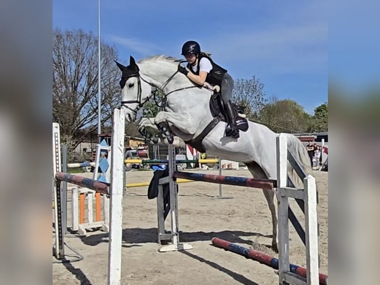 Holstein Mare 12 years 16,2 hh Gray-Fleabitten in Crailsheim