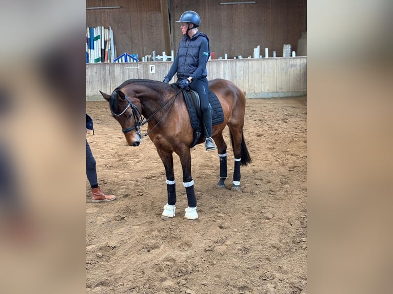 Holstein Mare 12 years 16,3 hh Brown in Achtrup