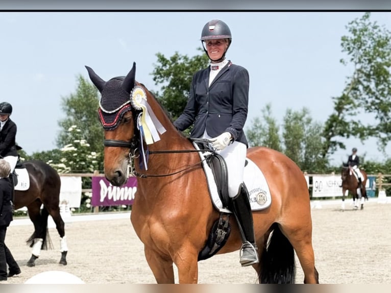 Holstein Mare 12 years 16,3 hh Brown in Achtrup
