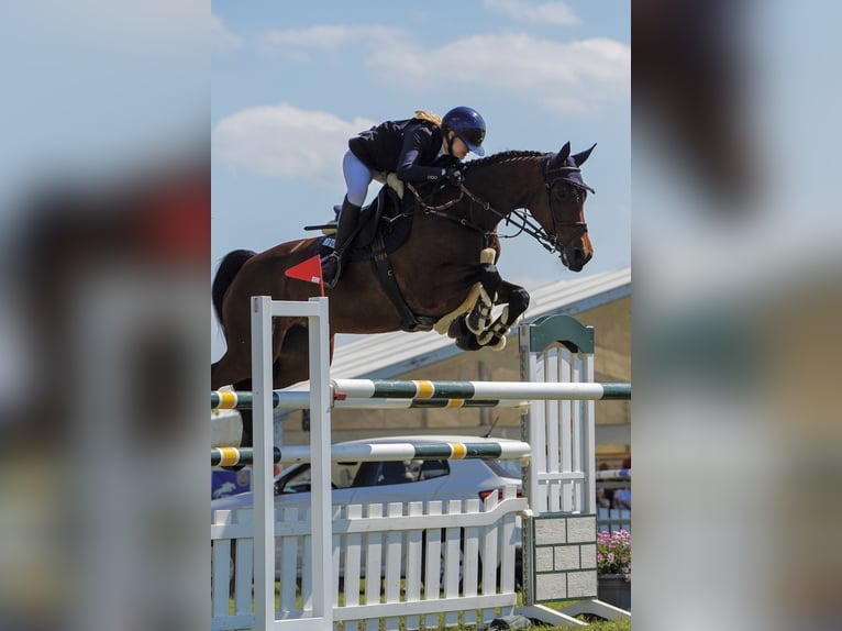 Holstein Mare 12 years 16,3 hh Brown in WriedeL