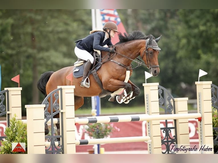 Holstein Mare 12 years 16,3 hh Brown in WriedeL