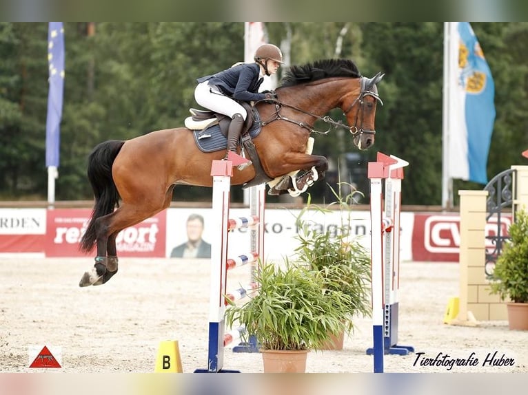 Holstein Mare 12 years 16,3 hh Brown in WriedeL