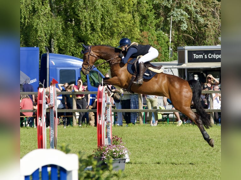 Holstein Mare 12 years 16,3 hh Brown in WriedeL