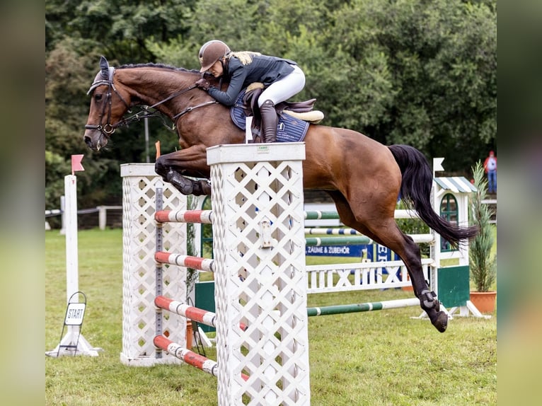 Holstein Mare 12 years 16,3 hh Brown in WriedeL