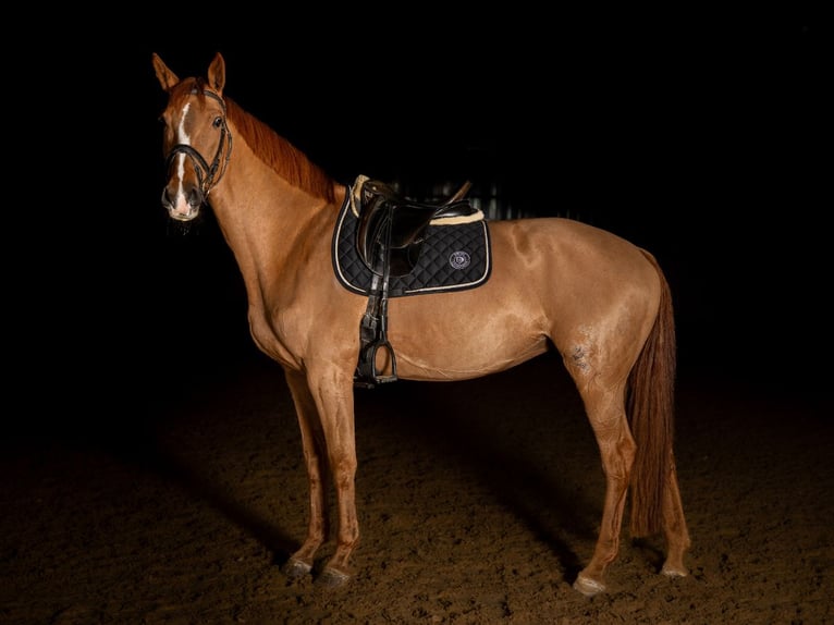 Holstein Mare 12 years 16,3 hh Chestnut-Red in Kammeltal