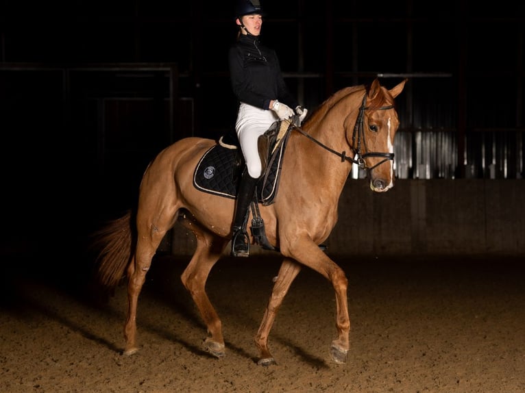 Holstein Mare 12 years 16,3 hh Chestnut-Red in Kammeltal