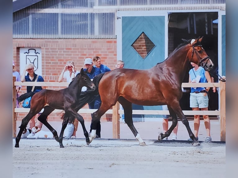 Holstein Mare 12 years 17 hh Bay-Dark in Vaihingen an der Enz