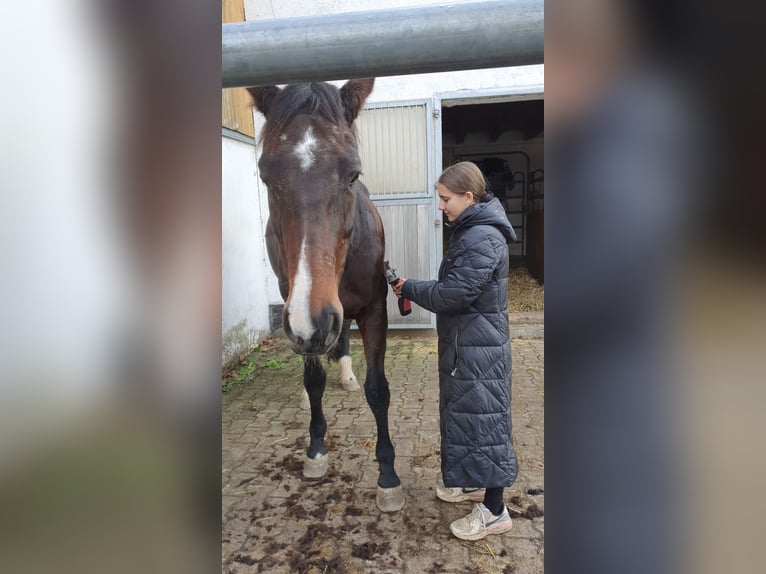 Holstein Mare 12 years 17 hh Bay-Dark in Vaihingen an der Enz