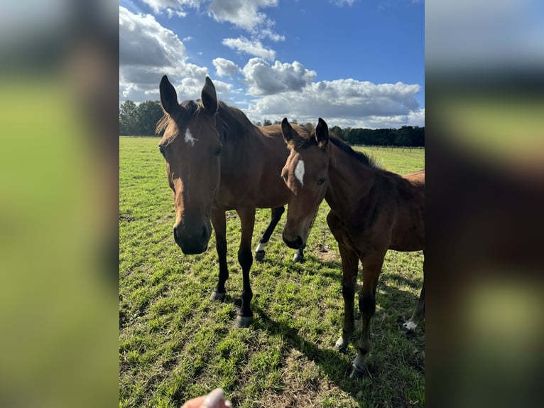 Holstein Mare 12 years 17 hh Brown in Granderheide