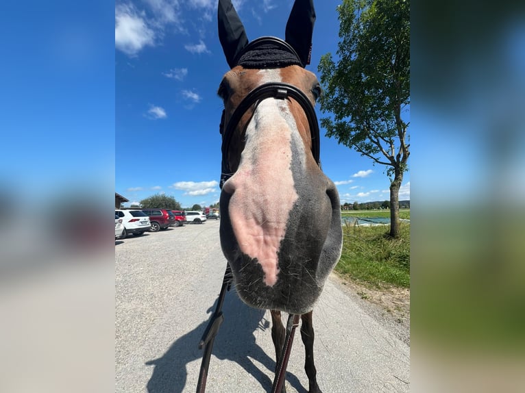 Holstein Mare 12 years 17 hh Brown in Kaufbeuren