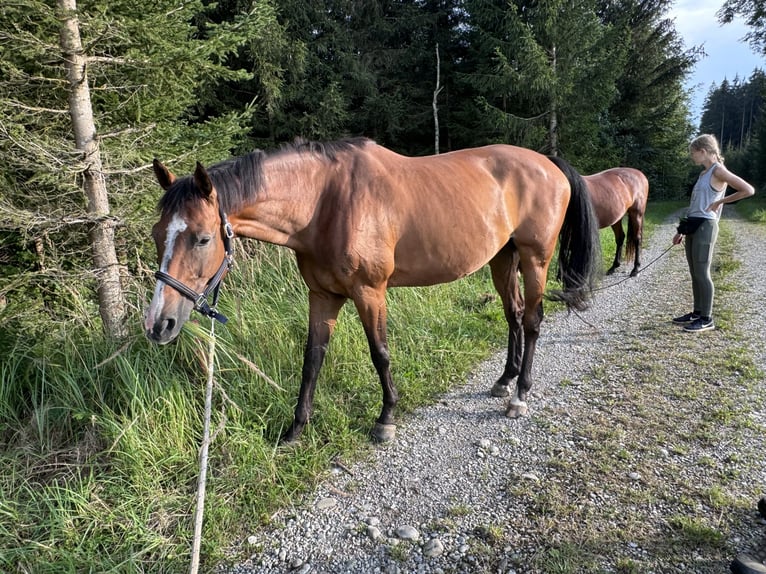 Holstein Mare 12 years 17 hh Brown in Kaufbeuren