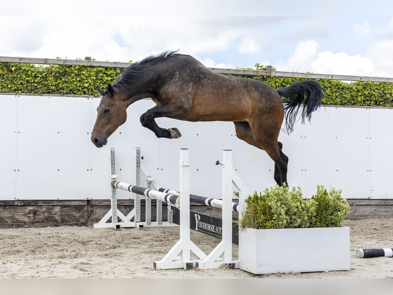 Holstein Mare 12 years 17 hh Brown in Waddinxveen