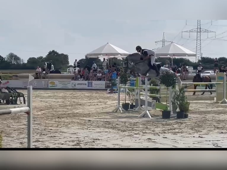 Holstein Mare 12 years 17 hh Grey-Fleabitten in Waldfeucht