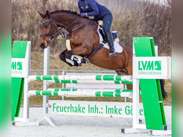 Holstein Mare 12 years Brown in Diepholz
