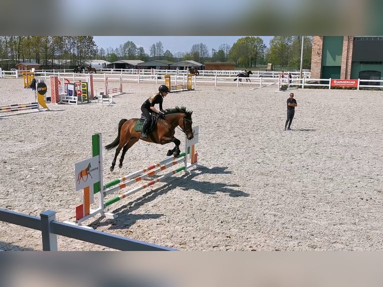 Holstein Mare 13 years 15.2 hh Brown in Koluszki