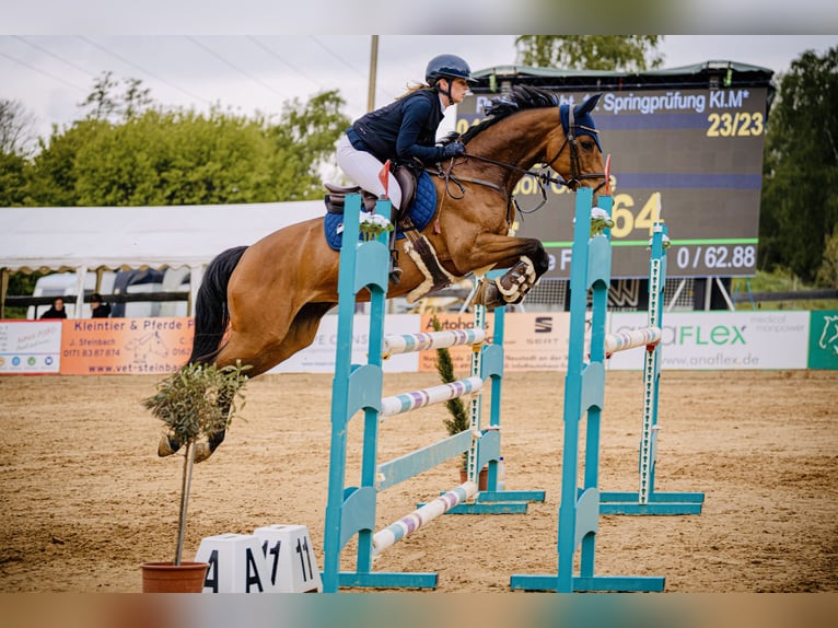 Holstein Mare 13 years 15,2 hh Brown in Marktheidenfeld