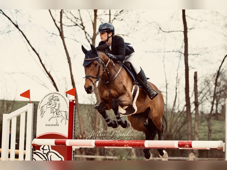 Holstein Mare 13 years 15,2 hh Brown in Marktheidenfeld