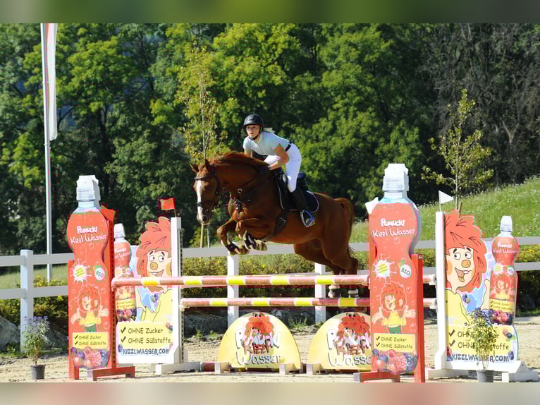 Holstein Mare 13 years 15,3 hh Chestnut-Red in Ligist