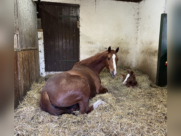 Holstein Mare 13 years 15,3 hh Chestnut-Red in Ligist