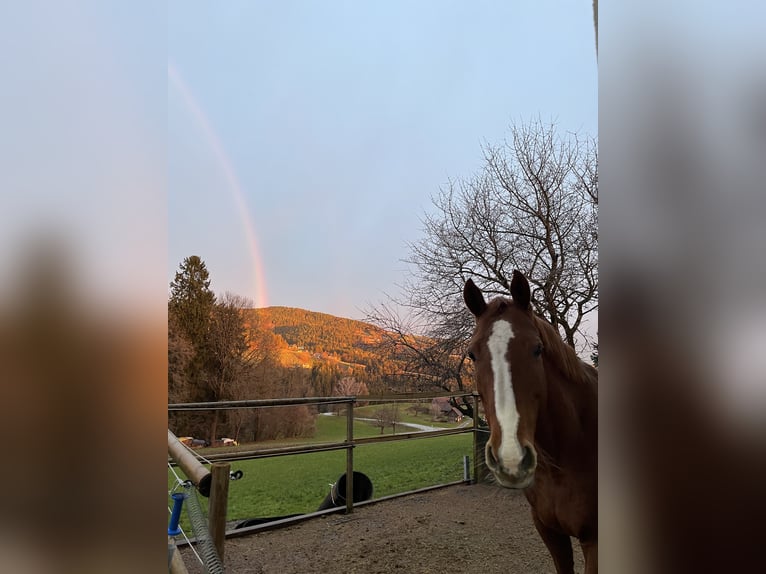 Holstein Mare 13 years 15,3 hh Chestnut-Red in Ligist