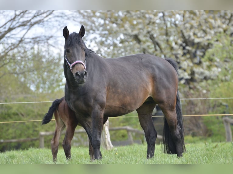 Holstein Mare 13 years 16,1 hh Bay-Dark in Duvensee