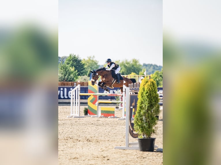 Holstein Mare 13 years 16.1 hh Bay in Vilnius
