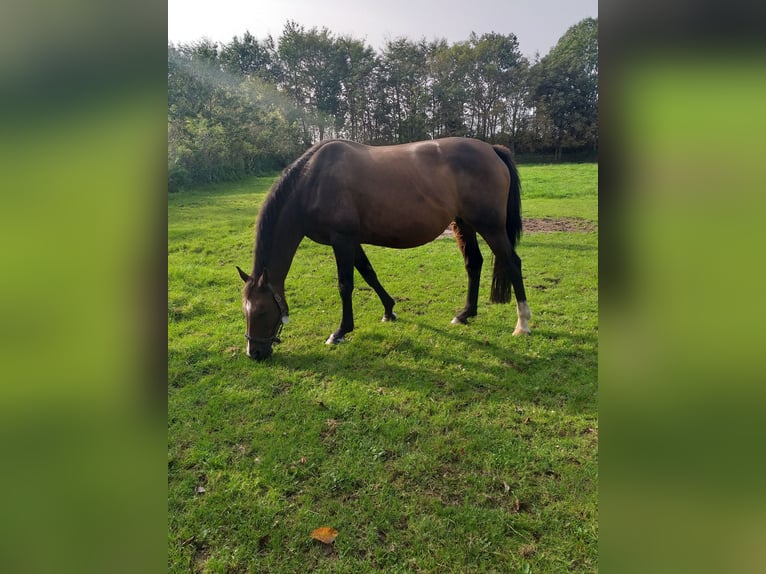 Holstein Mare 13 years 16,1 hh Brown in Wester-Ohrstedt