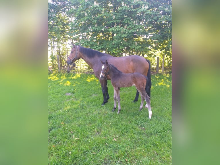 Holstein Mare 13 years 16,1 hh Brown in Wester-Ohrstedt