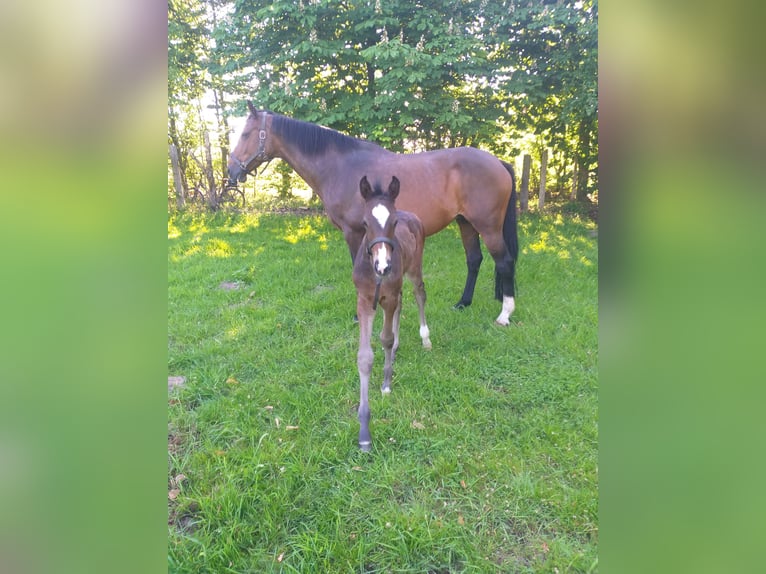 Holstein Mare 13 years 16,1 hh Brown in Wester-Ohrstedt