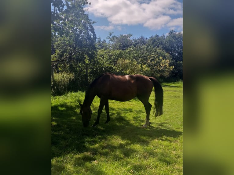 Holstein Mare 13 years 16,1 hh Brown in Wester-Ohrstedt