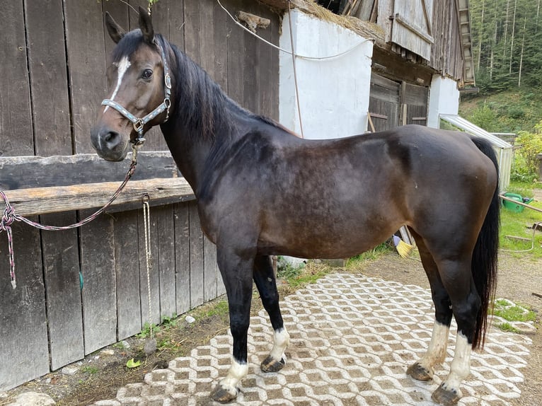 Holstein Mare 13 years 16,1 hh Brown in Gams bei Hieflau