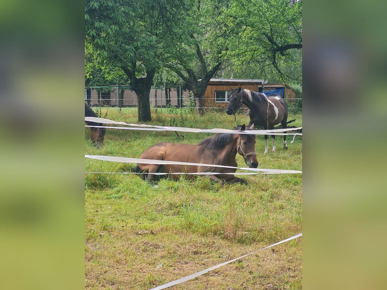 Holstein Mare 13 years 16,1 hh Brown in Teuchern