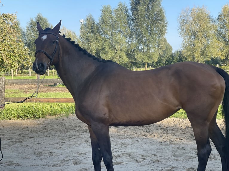 Holstein Mare 13 years 16,1 hh Brown in GROTE-BROGEL