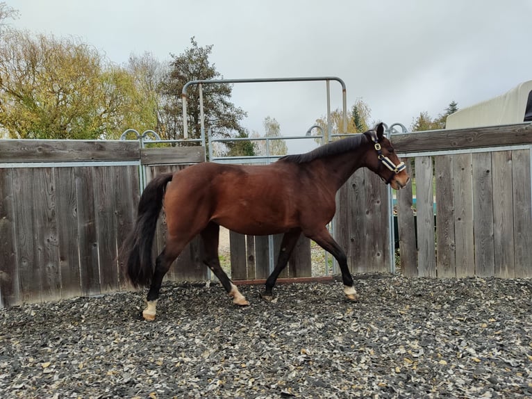 Holstein Mare 13 years 16,1 hh Brown in Königsbach-Stein