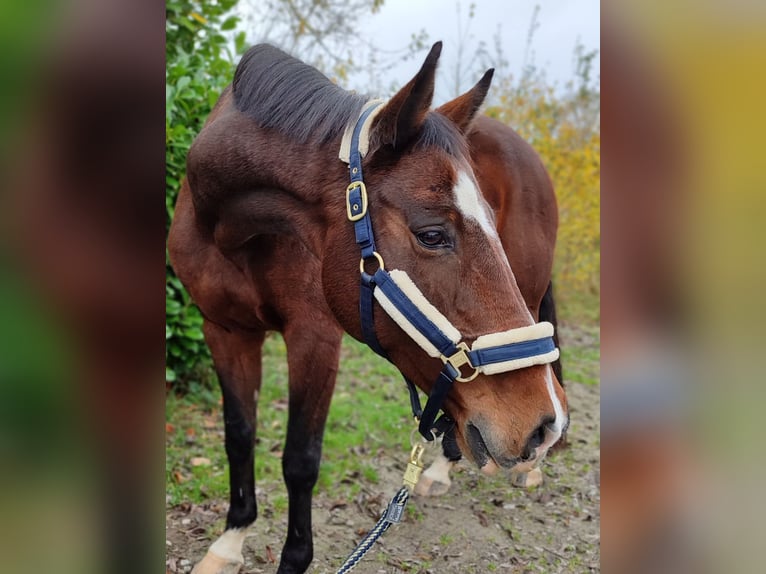 Holstein Mare 13 years 16,1 hh Brown in Königsbach-Stein