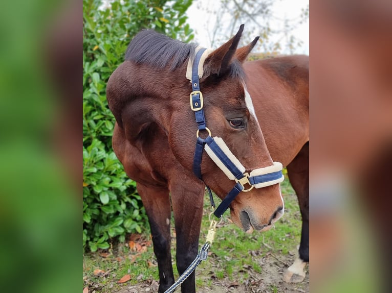 Holstein Mare 13 years 16,1 hh Brown in Königsbach-Stein