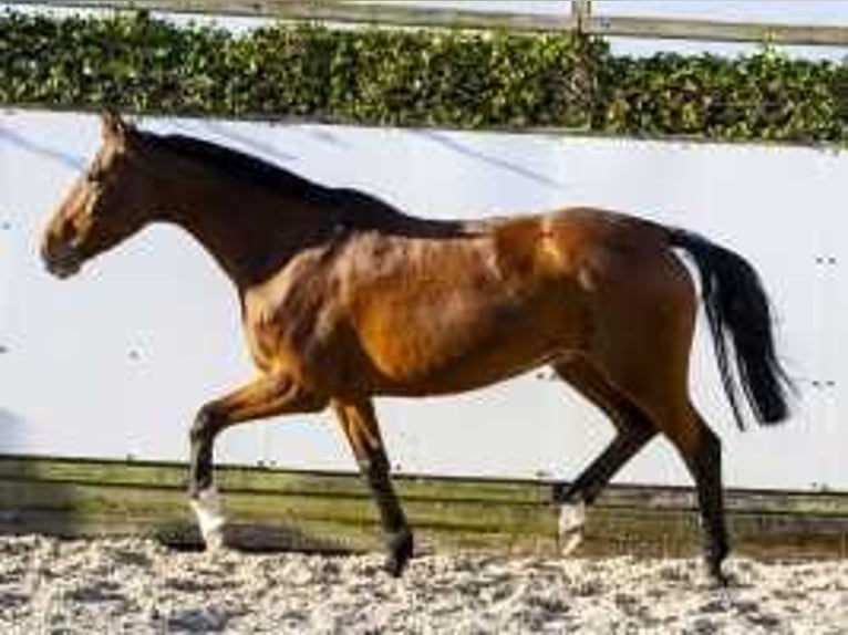 Holstein Mare 13 years 16,1 hh Brown in Waddinxveen