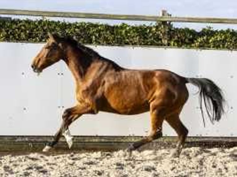 Holstein Mare 13 years 16,1 hh Brown in Waddinxveen