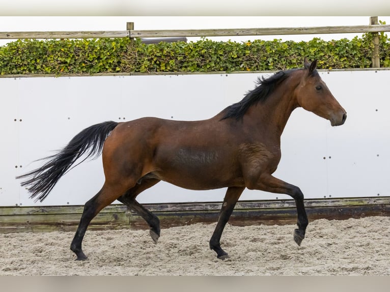 Holstein Mare 13 years 16,1 hh Brown in Waddinxveen