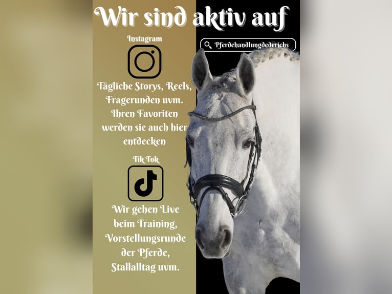 Holstein Mare 13 years 16,1 hh Gray in Nettersheim