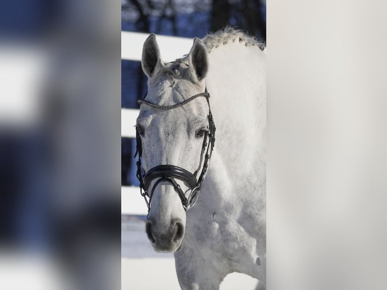 Holstein Mare 13 years 16,1 hh Gray in Nettersheim