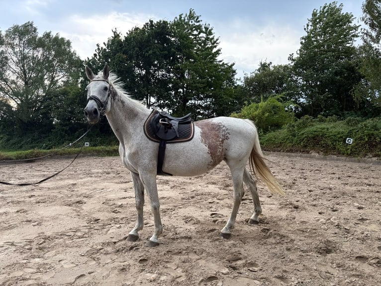 Holstein Mare 13 years 16.1 hh Grey-Fleabitten in Buchholz in der Nordheide