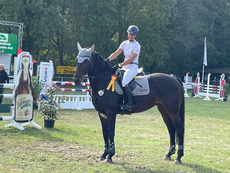 Holstein Mare 13 years 16,1 hh Smoky-Black in Beckdorf