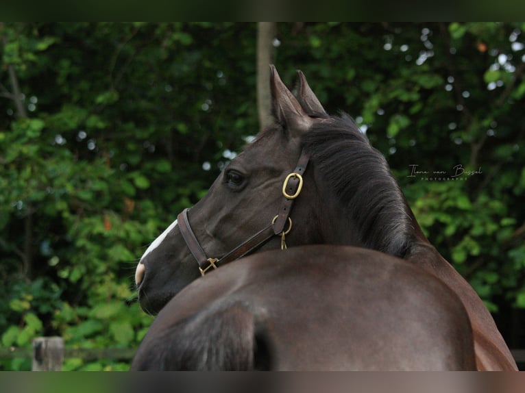 Holstein Mare 13 years 16,1 hh Smoky-Black in Bocholt