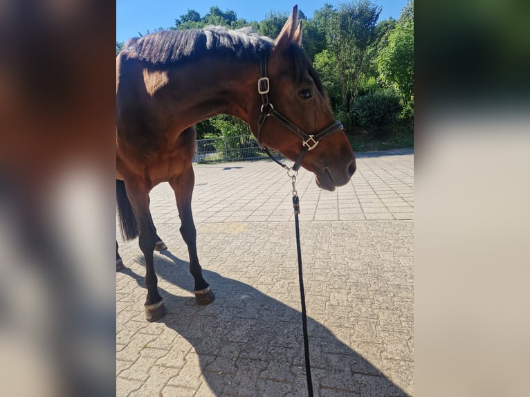 Holstein Mare 13 years 16.2 hh Bay-Dark in Modautal