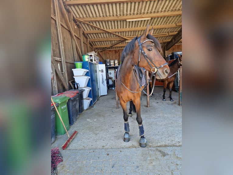 Holstein Mare 13 years 16.2 hh Bay-Dark in Modautal