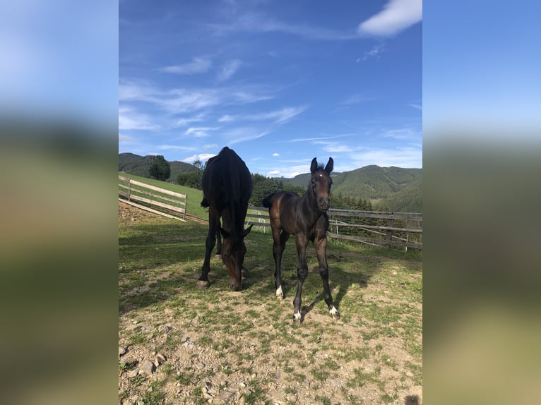 Holstein Mare 13 years 16,2 hh Bay-Dark in Münchendorf