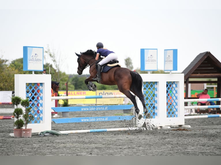 Holstein Mare 13 years 16,2 hh Bay-Dark in Münchendorf