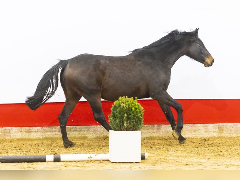 Holstein Mare 13 years 16,2 hh Bay-Dark in Waddinxveen