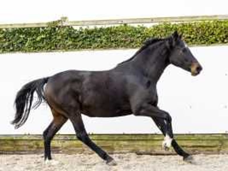 Holstein Mare 13 years 16,2 hh Bay-Dark in Waddinxveen